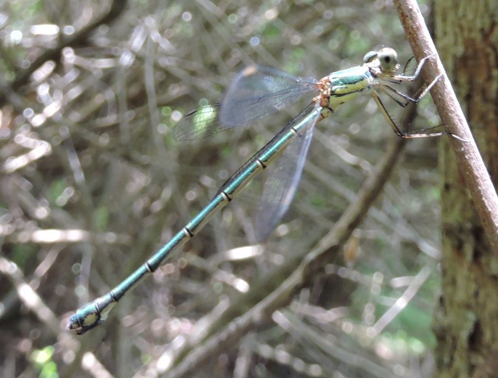 da identificare: Chalcolestes parvidens